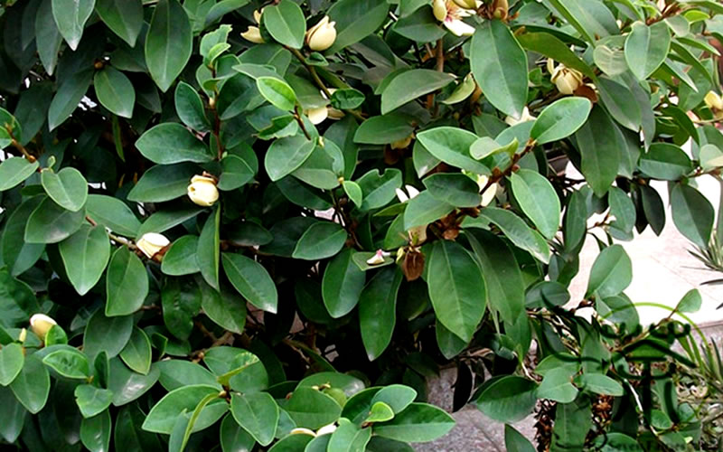  Banana Shrub - 2 Gallon Pot