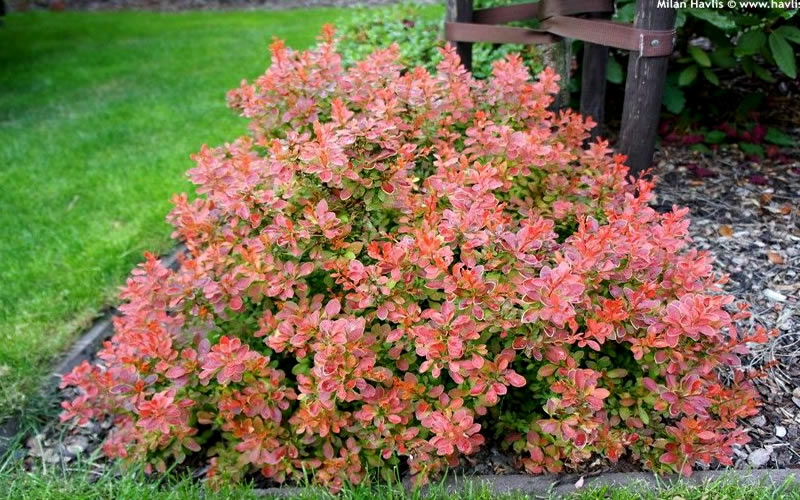  Admiration Barberry - 2.5 Gallon Pot