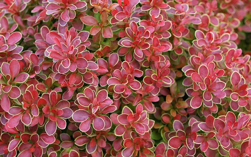  Admiration Barberry - 6 Pack Of 1 Gallon Pots