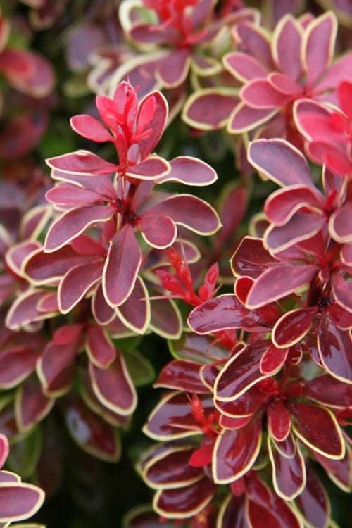  Admiration Barberry - 2.5 Gallon Pot
