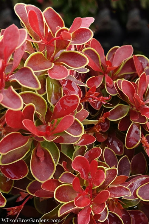  Admiration Barberry - 6 Pack Of 1 Gallon Pots