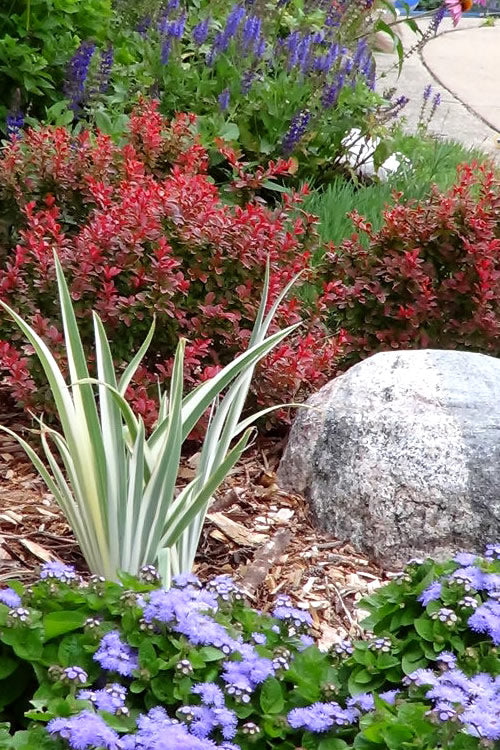  Admiration Barberry - 2.5 Gallon Pot