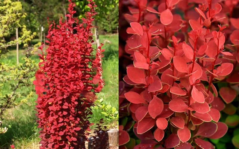  Orange Rocket Barberry - 2 Gallon Pot