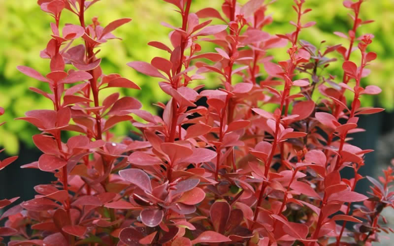  Orange Rocket Barberry - 2.5 Quart Pot