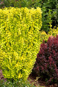  Sunjoy Gold Pillar Barberry - 2 Gallon Pot