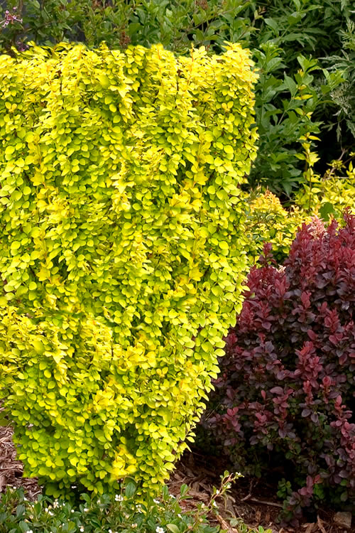  Sunjoy Gold Pillar Barberry - 2 Gallon Pot