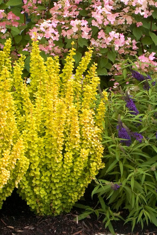  Sunjoy Gold Pillar Barberry - 2 Gallon Pot