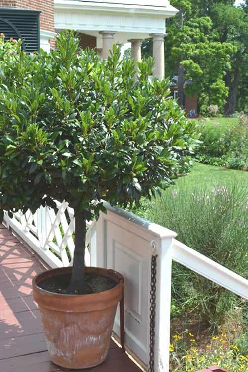  Bay Laurel (Sweet Bay) - Laurus Nobilis - 1 Gallon Pot