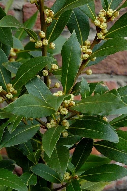  Bay Laurel (Sweet Bay) - Laurus Nobilis - 2 Gallon Pot