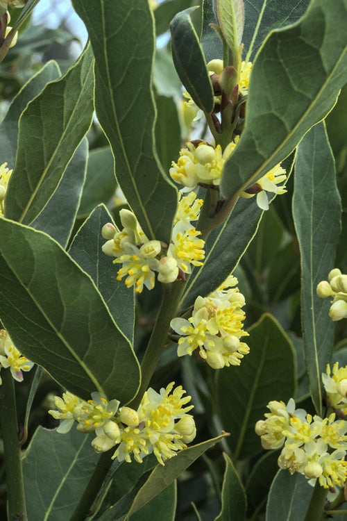  Bay Laurel (Sweet Bay) - Laurus Nobilis - 3 Gallon Pot