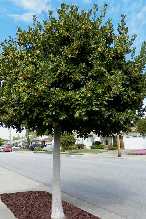  Bay Laurel (Sweet Bay) - Laurus Nobilis - 3 Gallon Pot