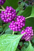  American Beautyberry - 3 Gallon Pot