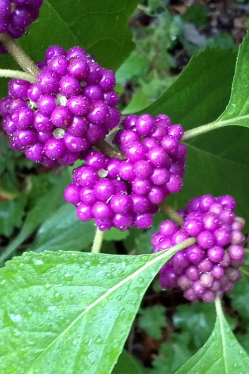 American Beautyberry - 1 Gallon Pot
