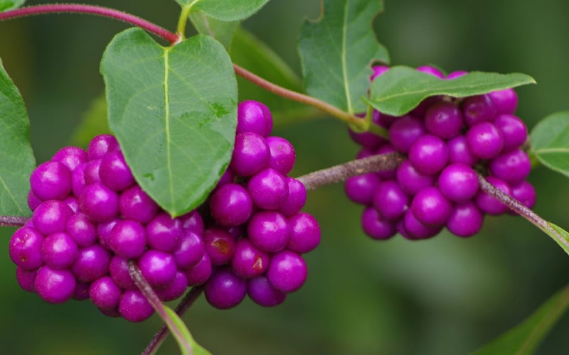  American Beautyberry - 1 Gallon Pot