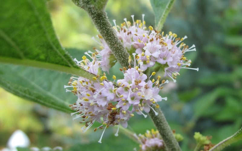  American Beautyberry - 1 Gallon Pot