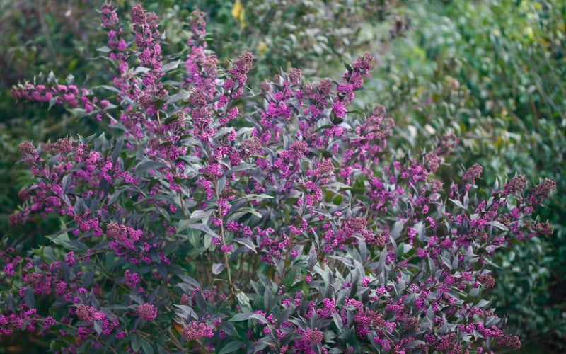  Pearl Glam Beautyberry - Callicarpa - 2 Gallon Pot