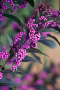  Pearl Glam Beautyberry - Callicarpa - 2 Gallon Pot