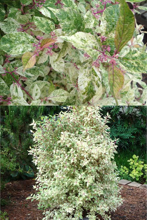  Wine Spritzer Variegated Beautyberry - Callicarpa Dichotoma 'Shiji Murasaki' - 3 Gallon Pot