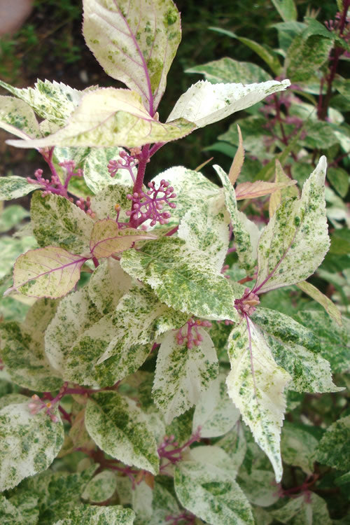  Wine Spritzer Variegated Beautyberry - Callicarpa Dichotoma 'Shiji Murasaki' - 3 Gallon Pot