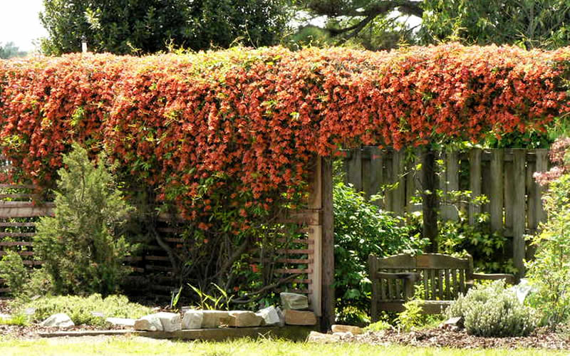  Jekyll Orange Crossvine - Bignonia Capreolata - 2 Gallon Pot