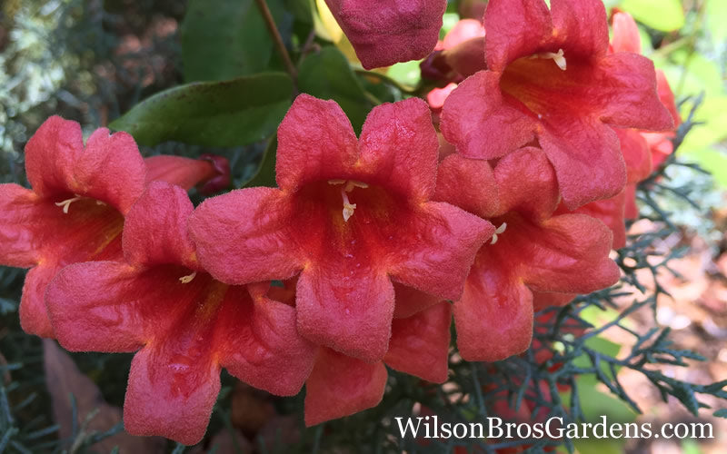  Shalimar Red Crossvine - Bignonia Capreolata - 2 Gallon Pot
