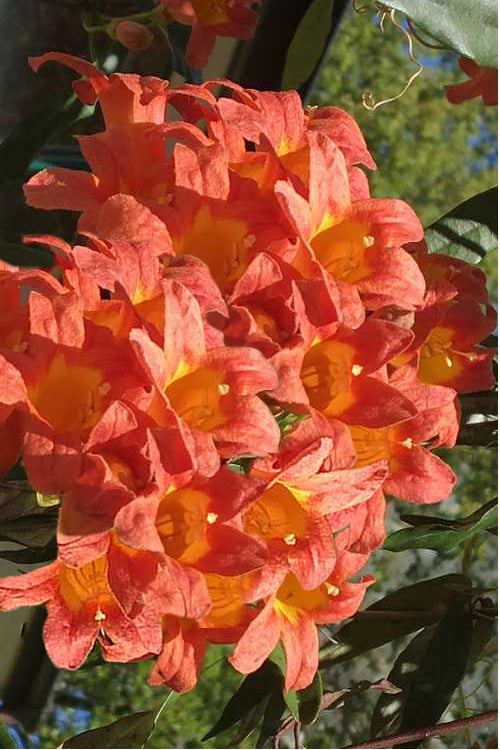  Jekyll Orange Crossvine - Bignonia Capreolata - 2 Gallon Pot