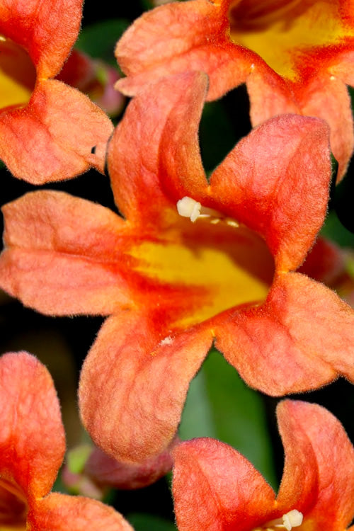  Jekyll Orange Crossvine - Bignonia Capreolata - 2 Gallon Pot