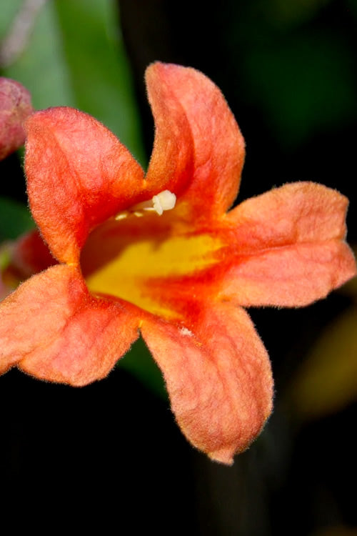  Jekyll Orange Crossvine - Bignonia Capreolata - 2 Gallon Pot