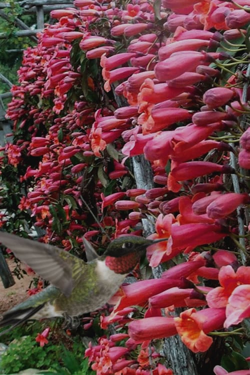  Shalimar Red Crossvine - Bignonia Capreolata - 2 Gallon Pot