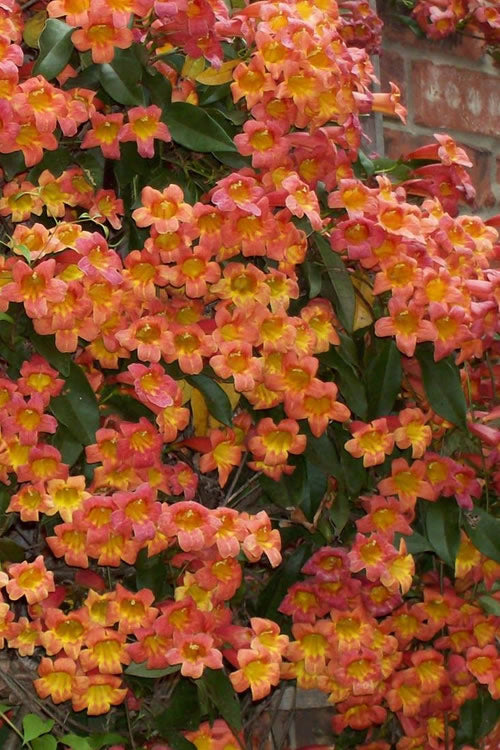  Tangerine Beauty Crossvine Bignonia - 1 Gallon Pot