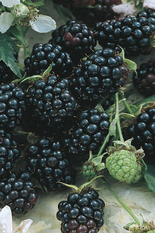  Apache Thornless Blackberry - 1 Gallon Pot