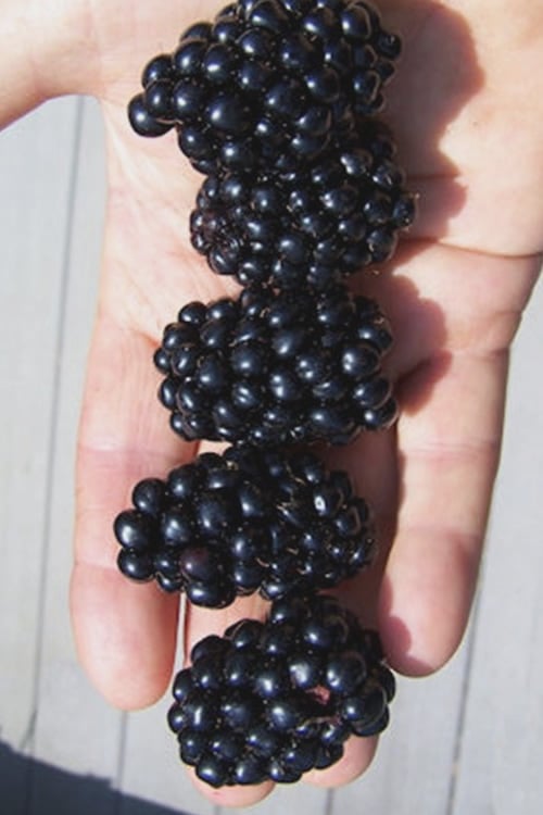  Apache Thornless Blackberry - 2 Gallon Pot