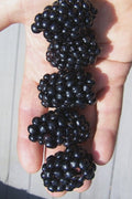  Apache Thornless Blackberry - 2 Gallon Pot