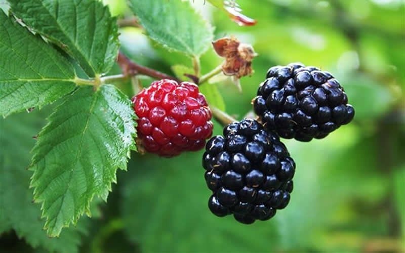  Arapaho Thornless Blackberry - 6 Pack Of 1 Gallon Pots