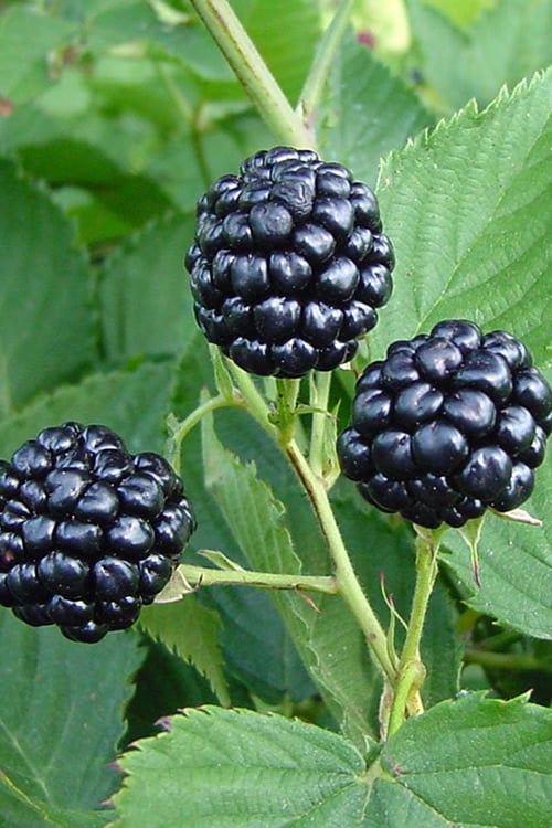  Natchez Thornless Blackberry - 6 Pack Of 1 Gallon Pots
