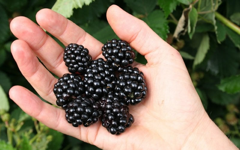  Osage Thornless Blackberry - 6 Pack Of 1 Gallon Pots