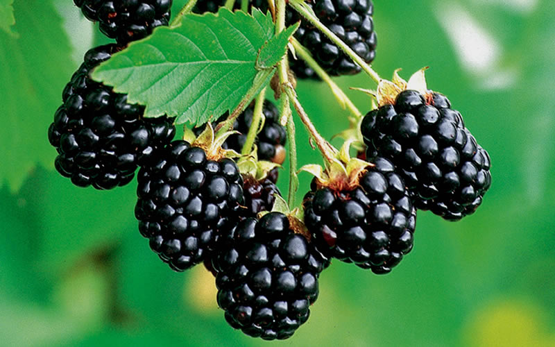  Navaho Thornless Blackberry - 1 Gallon Pot