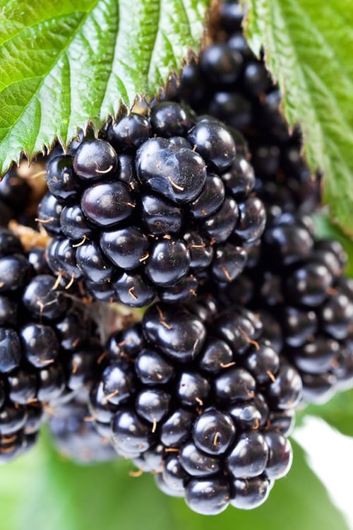  Ouachita Thornless Blackberry - 1 Gallon Pot