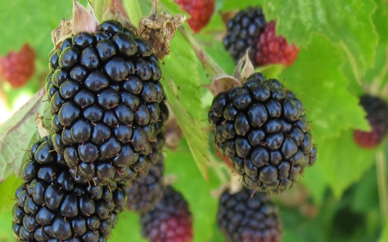  Triple Crown Thornless Blackberry Plant - 1 Gallon Pot