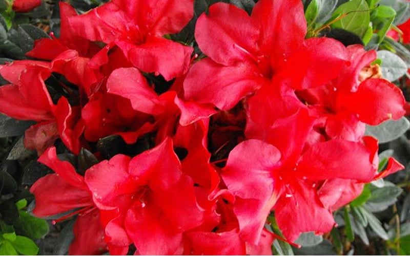  Fireside Red Bloom 'N Again Azalea - 2 Gallon Pot