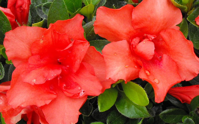  Orange Frost Bloom 'N Again Azalea - 1 Gallon Pot