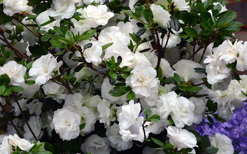  Snowball Bloom 'N Again Azalea - 1 Gallon Pot
