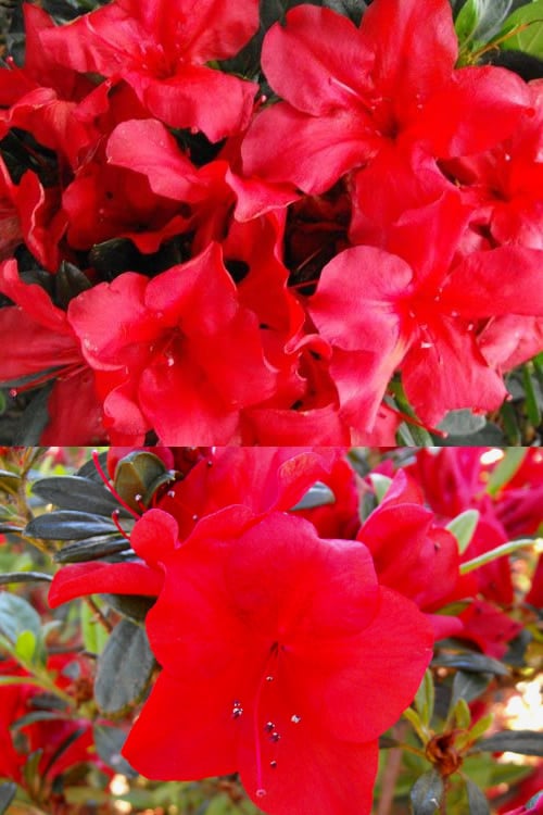  Fireside Red Bloom 'N Again Azalea - 2 Gallon Pot
