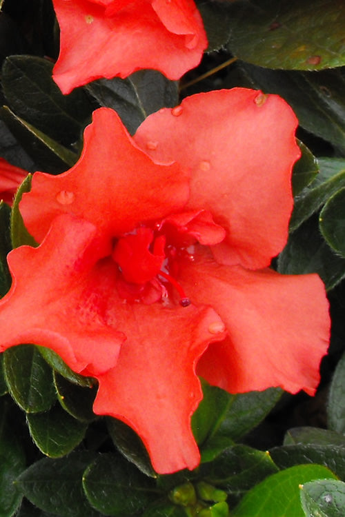  Orange Frost Bloom 'N Again Azalea - 1 Gallon Pot