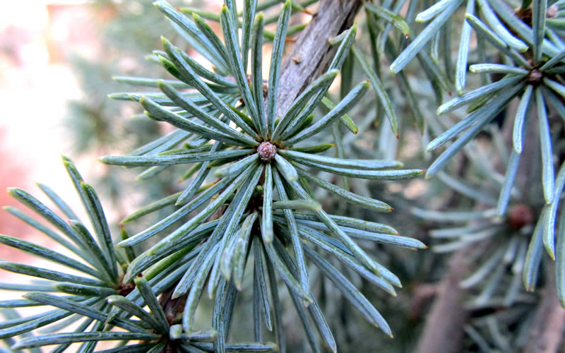  Horstmann Dwarf Blue Atlas Cedar - 3 Gallon Pot
