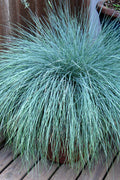  Beyond Blue Festuca (Fescue) - 6 Pack Of 1 Gallon Pots
