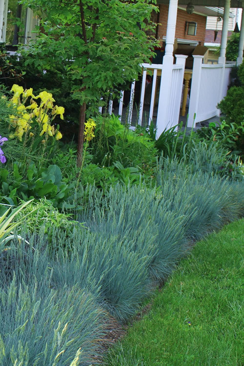  Beyond Blue Festuca (Fescue) - 6 Pack Of 1 Gallon Pots
