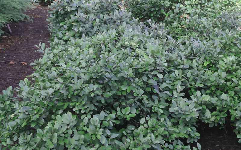  Blue Mist Fothergilla - 3 Gallon Pot