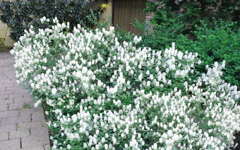  Blue Mist Fothergilla - 3 Gallon Pot