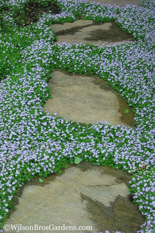  Blue Star Creeper (Laurentia Fluviatilis) - 3 Pack Of Quart Pots